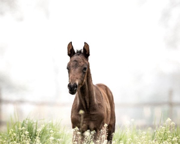 horse V will rock you (German Sport Horse, 2023, from Vivaldos)