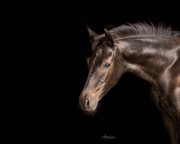 horse Don't stop me now (German Sport Horse, 2022, from Don Royal)