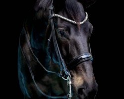 broodmare Ipanema (German Sport Horse, 2010, from Ituango xx)