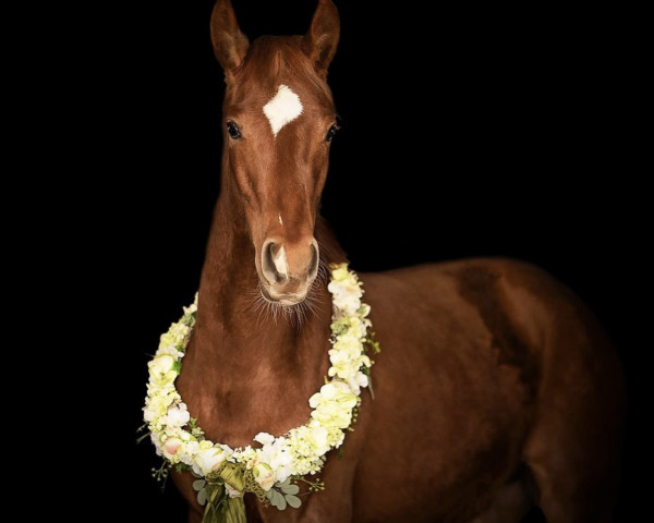 Pferd Vavavoom (Deutsches Sportpferd, 2021, von Vidar)