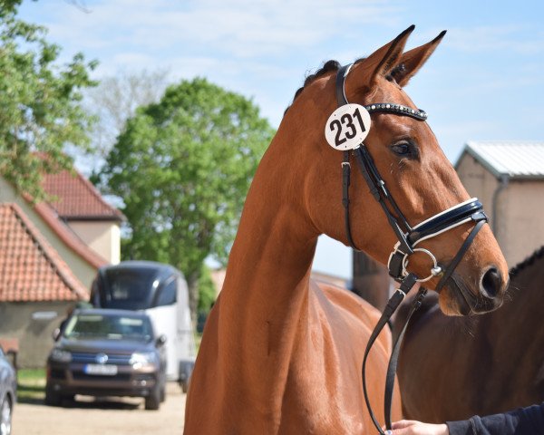 broodmare Fabiola (Trakehner, 2020, from Imperio 3)