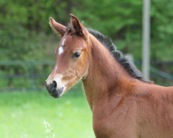 horse Nesscaja AW (German Riding Pony, 2023, from Neverland WE)