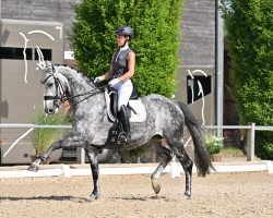 Cavallo da Dressage Gut Wettlkam's Raffinesse (Oldenburger, 2015, di Dante Weltino Old)