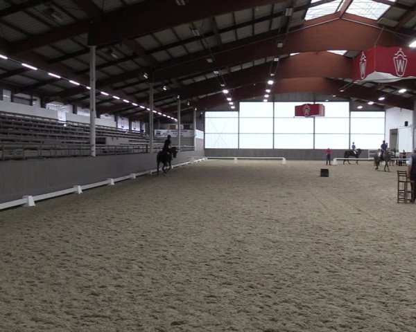Westfälische Stutenleistungsprüfung in Münster-Handorf 2023