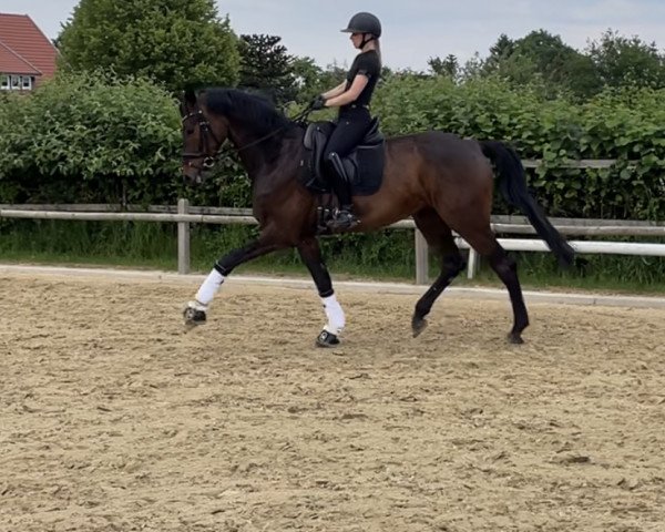 dressage horse Sonnentänzer Wh (Hanoverian, 2019, from Sarotti Mocca-Sahne)