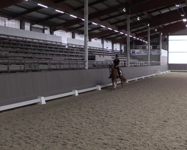 Westfälische Stutenleistungsprüfung in Münster-Handorf 2023