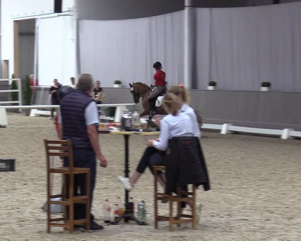 Westfälische Stutenleistungsprüfung in Münster-Handorf 2023