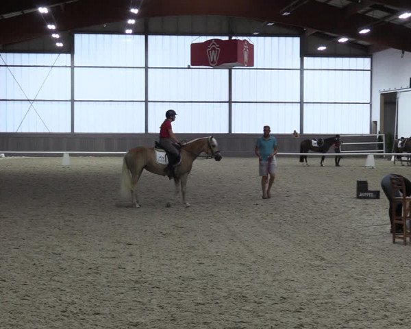 Westfälische Stutenleistungsprüfung in Münster-Handorf 2023