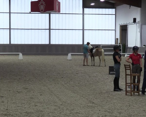Westfälische Stutenleistungsprüfung in Münster-Handorf 2023