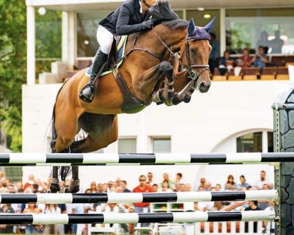 jumper Carembar Blue (Oldenburg, 2014, from London)
