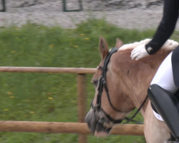 Reitturnier St. Ulrich am Pillersee 2023