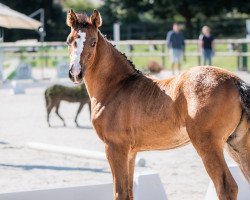 Pferd Ab geht die Luzi (Westfale, 2022, von Armstrong)