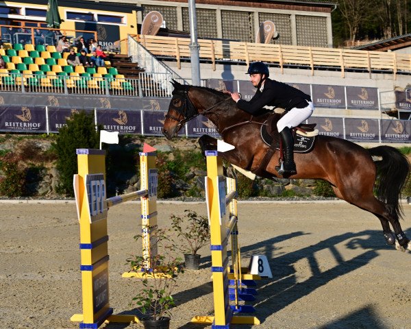 jumper Laesserhof´s Bambi (KWPN (Royal Dutch Sporthorse), 2008)