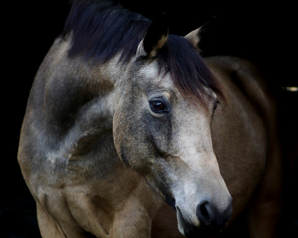 dressage horse Dillyn Riani (German Riding Pony, 2015, from Hesselteichs Grimaldi)