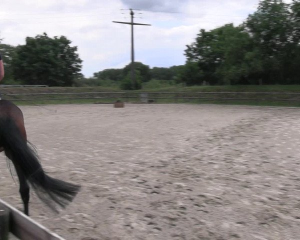 Westfälische Stutenleistungsprüfung in Gescher 2023
