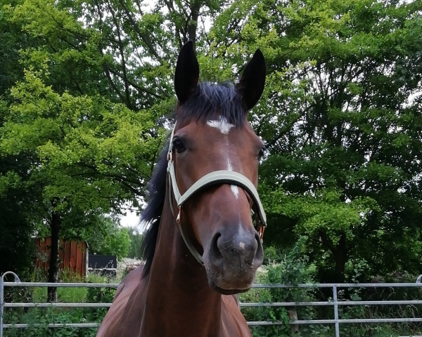 broodmare Icidicy (Thoroughbred, 2017, from Soldier Hollow xx)