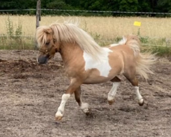 Deckhengst LH Janikos Armani (Dt.Part-bred Shetland Pony, 2019, von Ambitie van de Zandkamp)