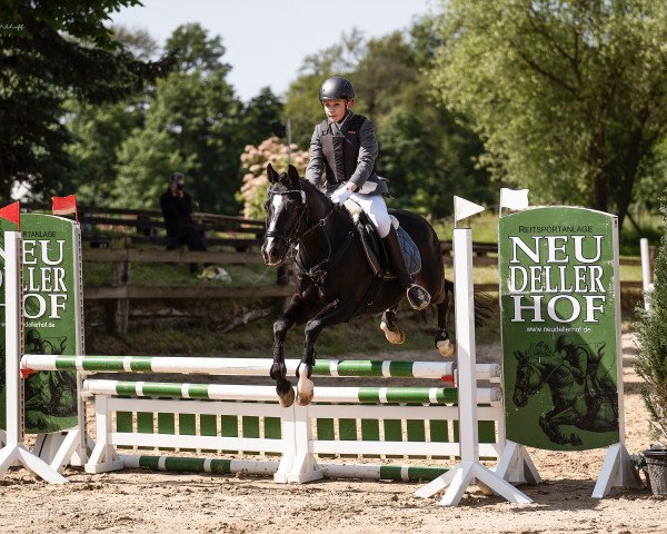 Springpferd Black Boy 30 (Deutsches Reitpony, 2003, von Black Dancer)