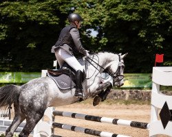 jumper Carlyn Z (Zangersheide riding horse, 2014, from Capriano)