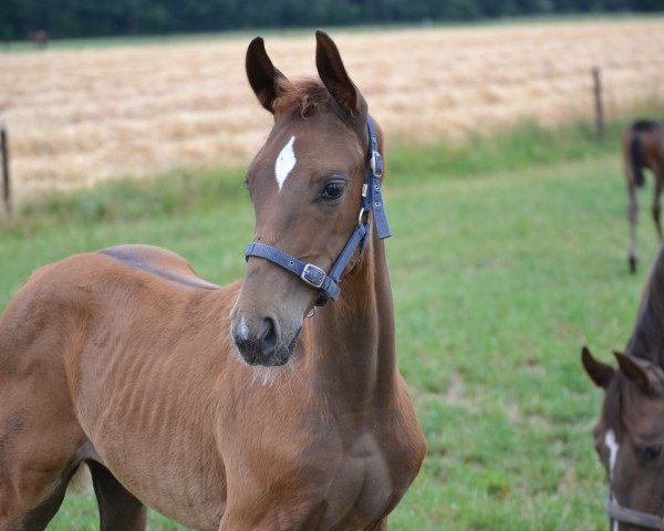 horse Baldwin (Hanoverian, 2023, from Be Sure FRH)