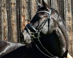 broodmare Bella Donna 142 (Westphalian, 2012, from Bretton Woods)