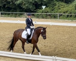 Zuchtstute Bajala MK (Deutsches Reitpony, 2016, von Davenport II)