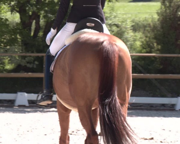 Reitturnier St. Ulrich am Pillersee 2023