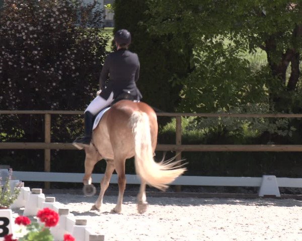 Reitturnier St. Ulrich am Pillersee 2023
