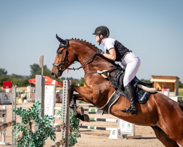 Springpferd Terra Valentina K (Deutsches Sportpferd, 2018, von van Gogh)
