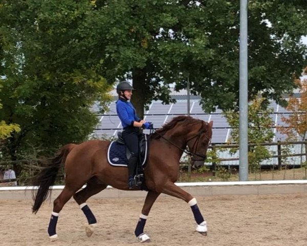 dressage horse Cap 11 (German Sport Horse, 2012, from Cinsey)