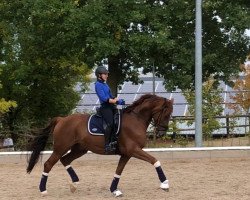 dressage horse Cap 11 (German Sport Horse, 2012, from Cinsey)
