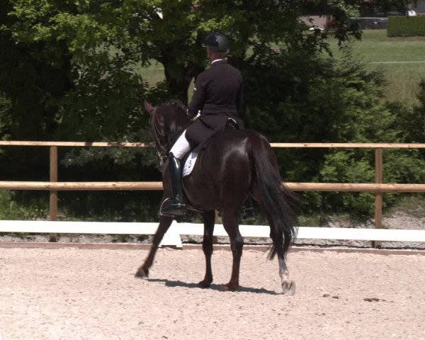 Reitturnier St. Ulrich am Pillersee 2023