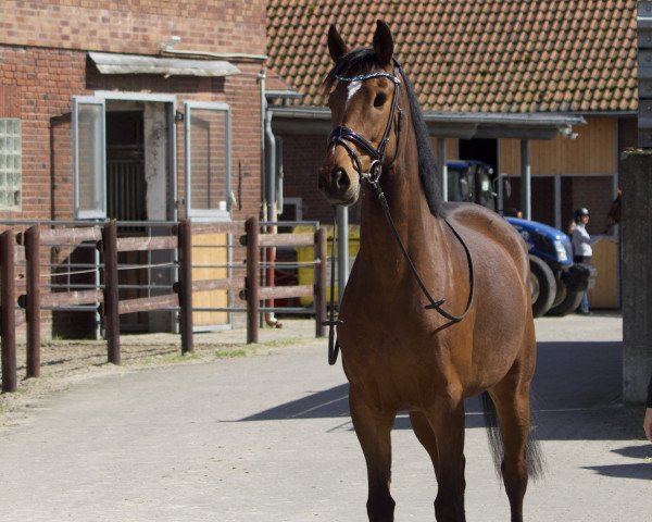 horse Wonder (Hanoverian, 2019, from Valverde NRW) horse Wonder (Hanoverian, 2019, from Valverde NRW)