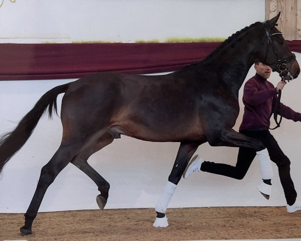 stallion Secret of Bavaria MZ (German Sport Horse, 2019, from Secret) stallion Secret of Bavaria MZ (German Sport Horse, 2019, from Secret)