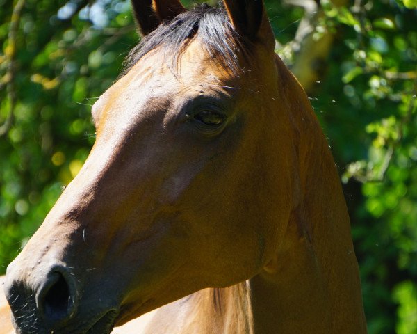 broodmare Fürstin Charlotte (German Sport Horse, 2008, from Summer Hit)