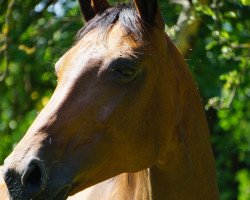 broodmare Fürstin Charlotte (German Sport Horse, 2008, from Summer Hit)