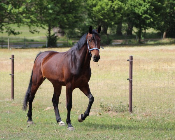dressage horse Dakota Z (Zangersheide riding horse, 2016, from Dallas VDL Z)