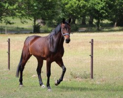 dressage horse Dakota Z (Zangersheide riding horse, 2016, from Dallas VDL Z)