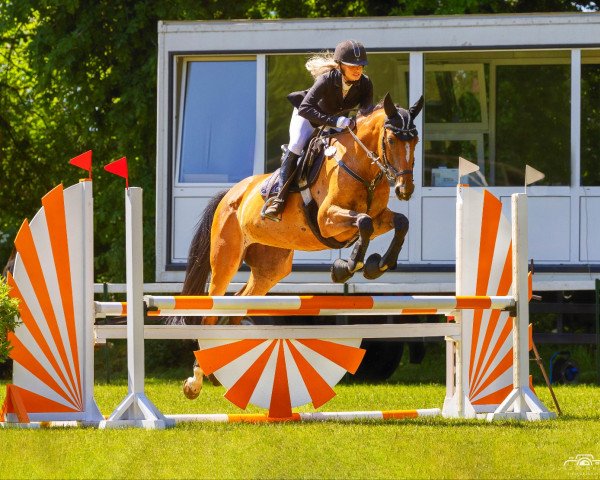 jumper Hadidi (Oldenburg, 2017, from Diamond Darco)