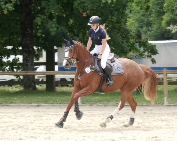 Reitturnier Walldorf/Winterheck PSG 2023