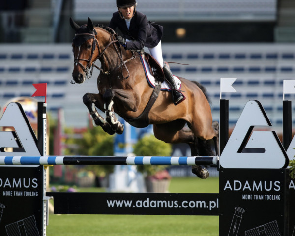 jumper Jadraque P (KWPN (Royal Dutch Sporthorse), 2014, from I'm Special de Muze)