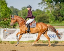 jumper Pav Starbucks (Hanoverian, 2018, from Szenario)
