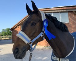 dressage horse Rousha 4 (Westphalian, 2009, from Rockwell)