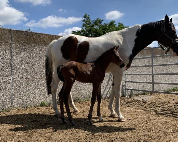 horse Gegenlicht RZ (Trakehner, 2023, from Feiner Traum)