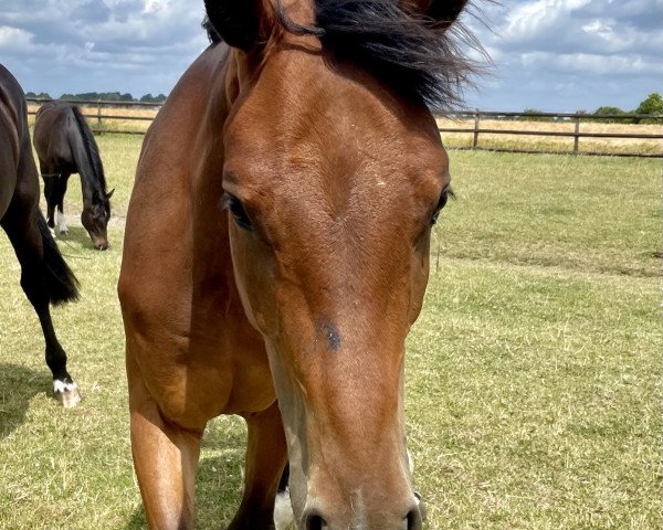 horse All Inclusive B (Holsteiner, 2021, from Amber 119)