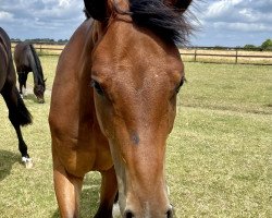 horse All Inclusive B (Holsteiner, 2021, from Amber 119)