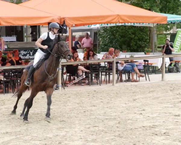 Reitturnier Walldorf/Winterheck PSG 2023