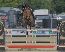 jumper BE Cuick One (anglo european sporthorse, 2017, from Cuick Star Kervec)