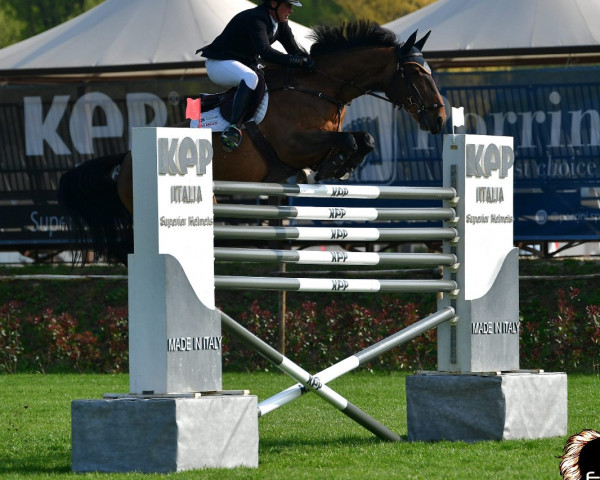 stallion Cuick Star Kervec (Selle Français, 2012, from Quick Star)