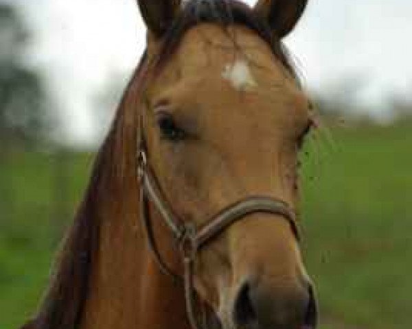 horse Khashkan (Akhal-Teke, 2019, from Karim)